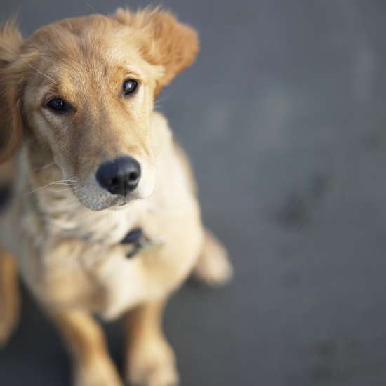 Alojamiento para tus mascotas Hotel San Pablo Sevilla